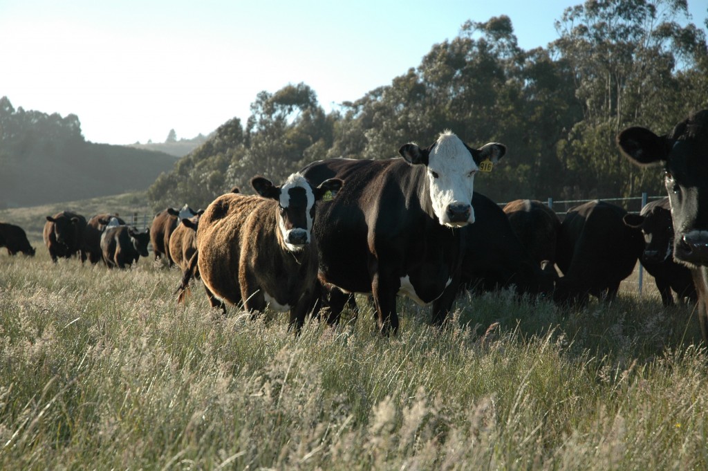 Bolinas+Cattle+June+2007+032